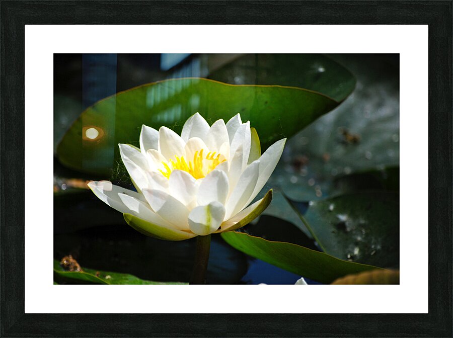 DSC 4108 Picture Frame print