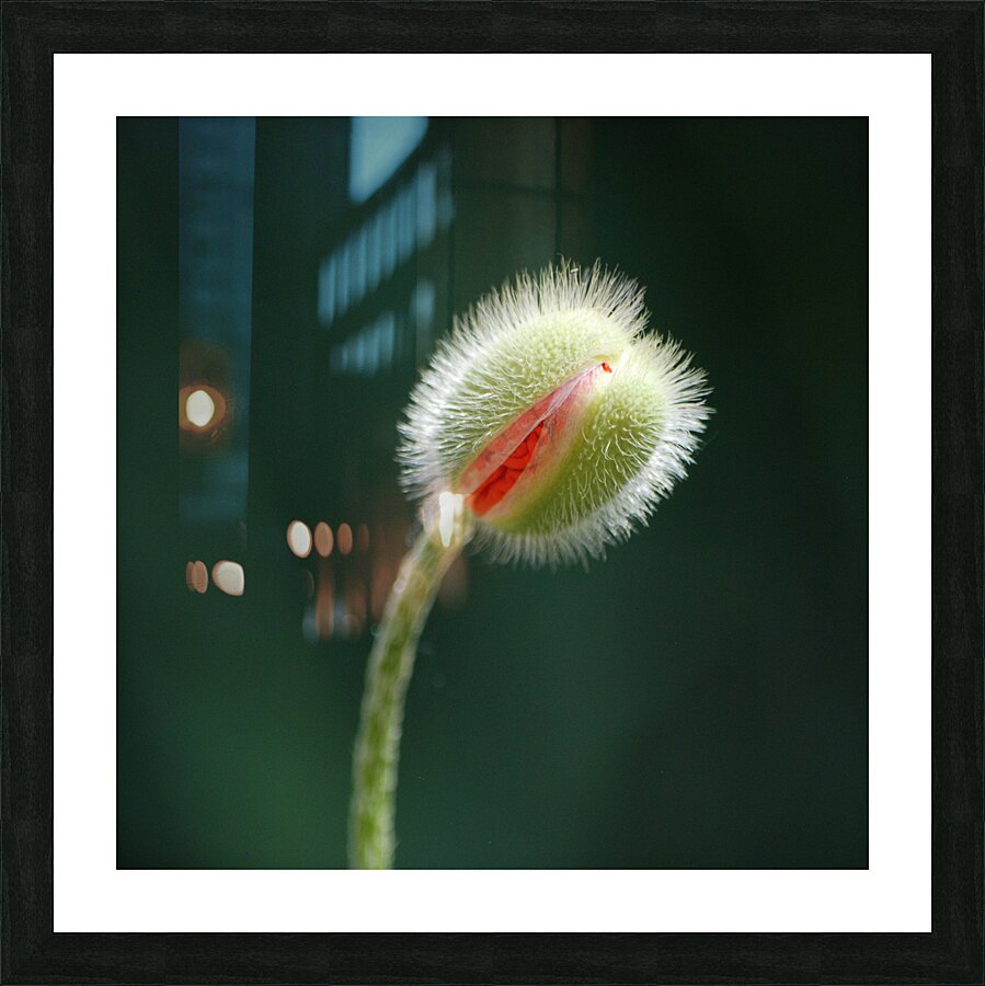 DSC 3239 Picture Frame print