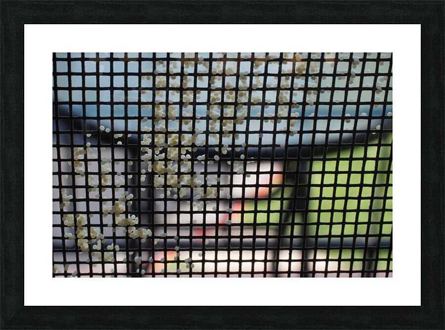 Moth Eggs on Screen Picture Frame print