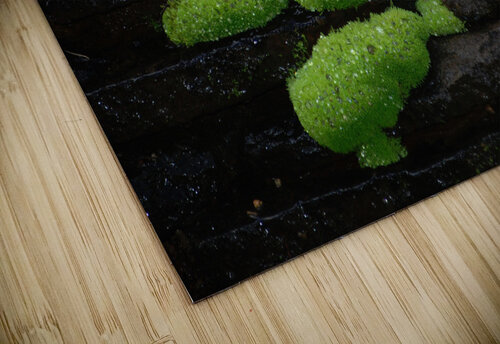Mossy Rocks John Becker Photography puzzle