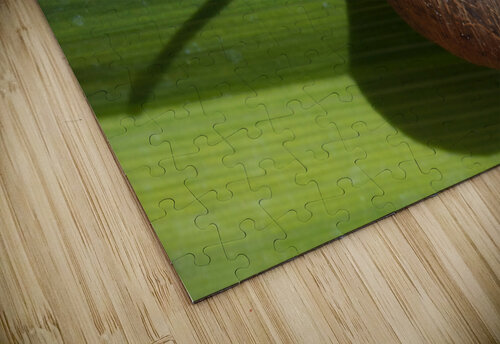 Snail on Grass John Becker Photography puzzle