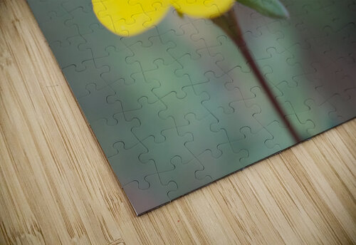 Marsh Marigold John Becker Photography puzzle