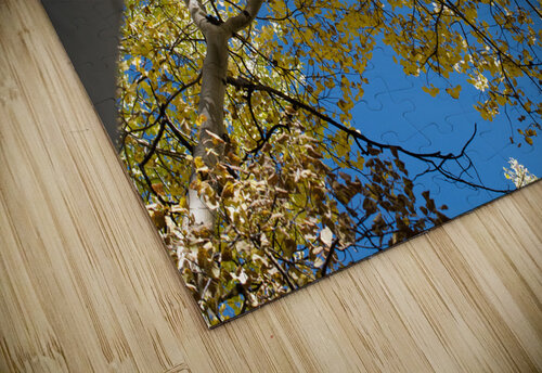 Sunlit Aspen John Becker Photography puzzle