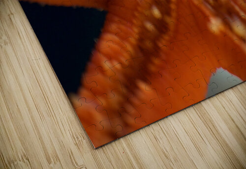 JB0 6157 John Becker Photography puzzle