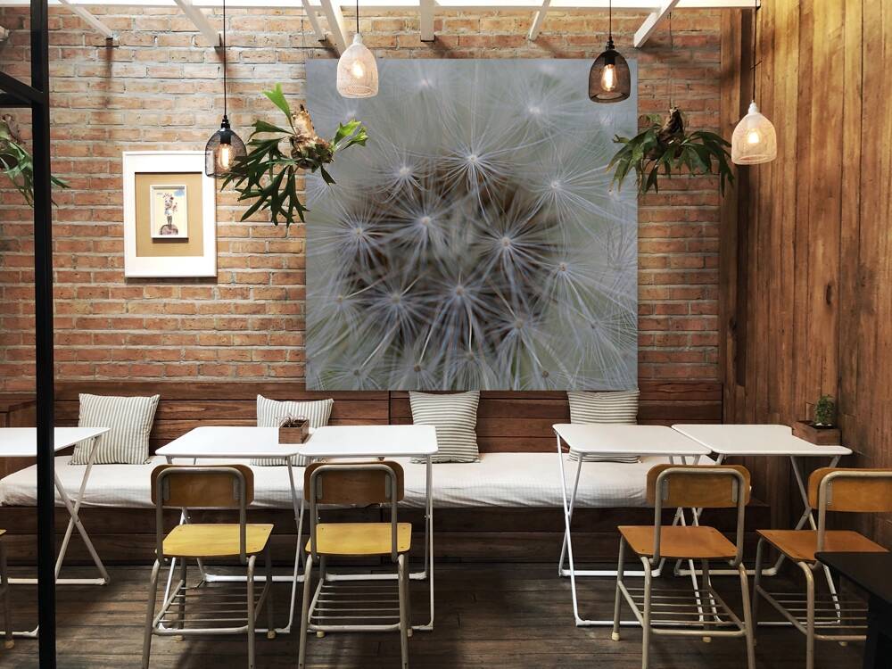 Dandelion Reproduction