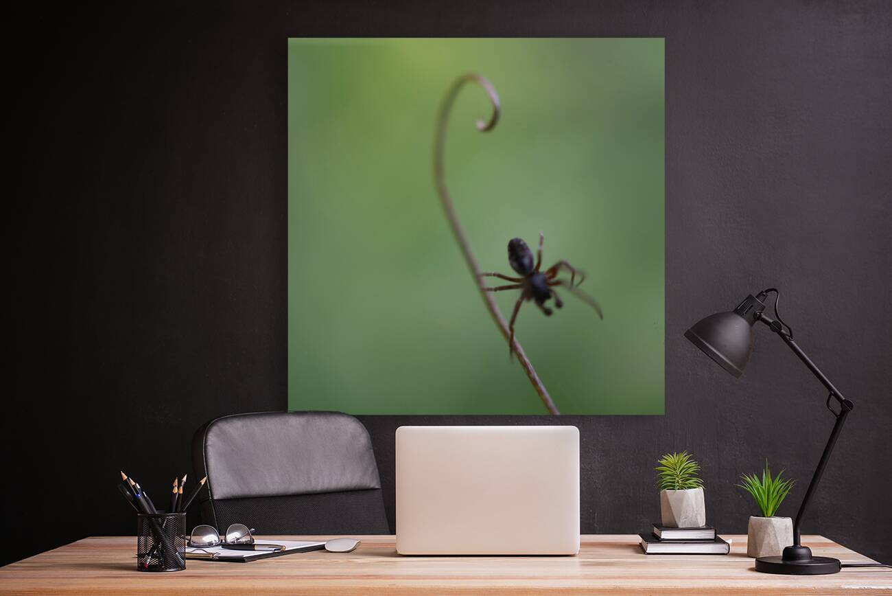 Spider on Stalk Reproduction