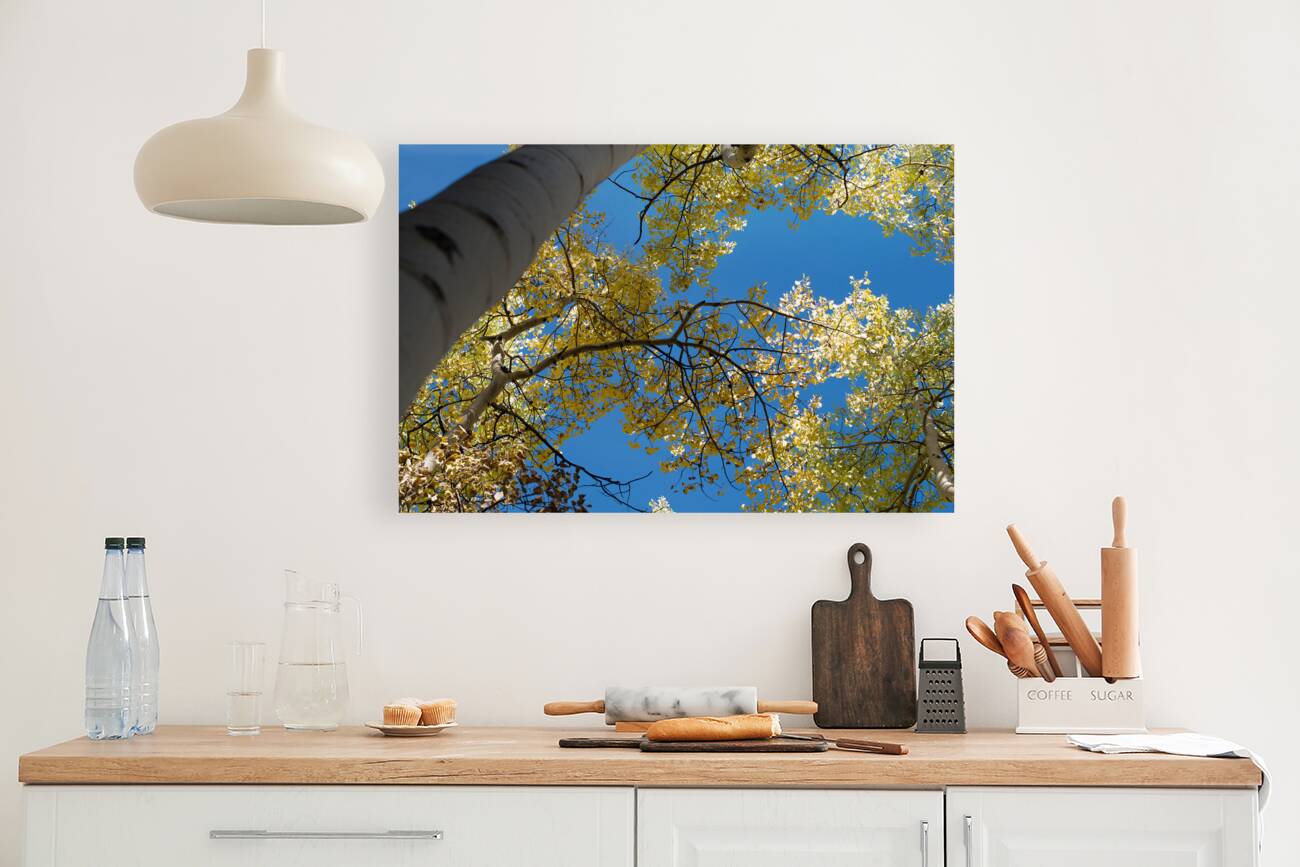 Sunlit Aspen Reproduction
