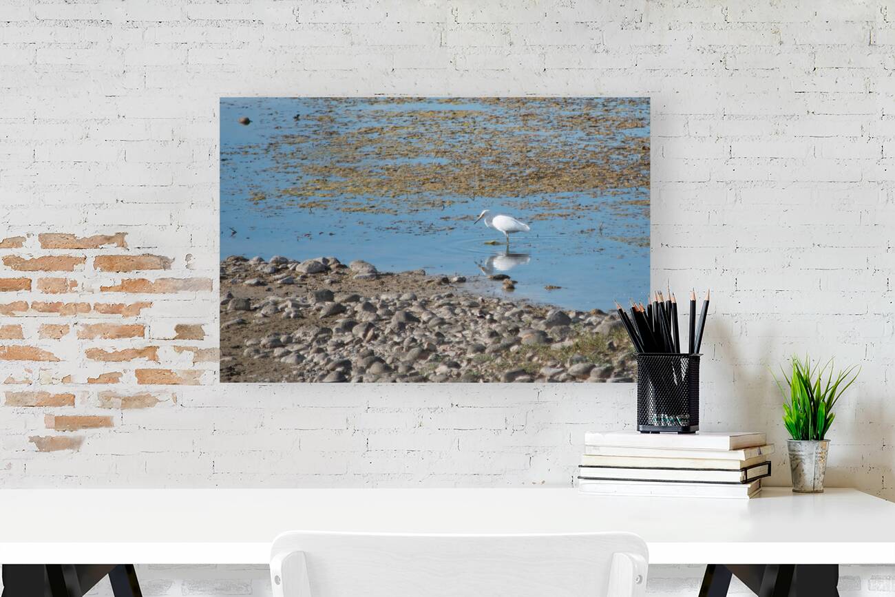 Lake Bird Reproduction
