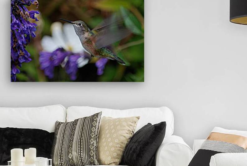Hummingbird by John Becker Photography