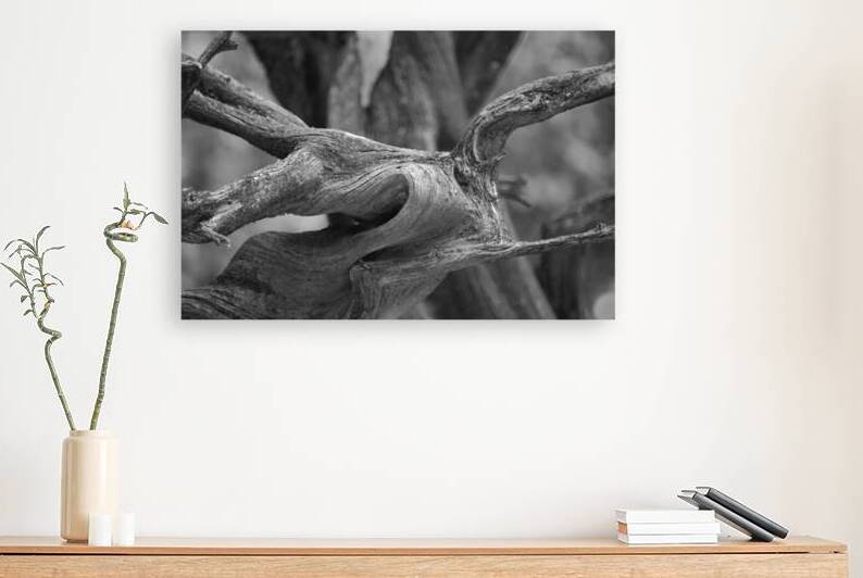 Gnarly Branch by John Becker Photography