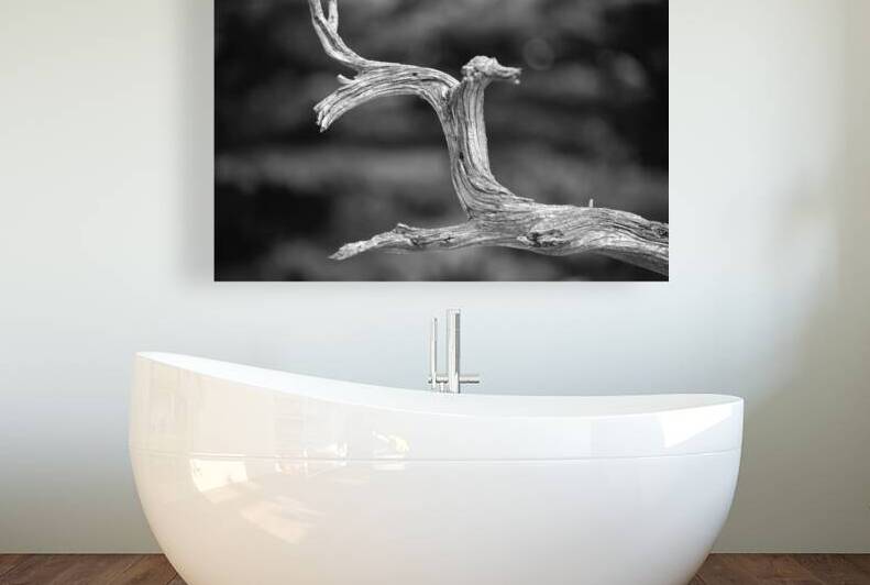 Lonely Branch by John Becker Photography