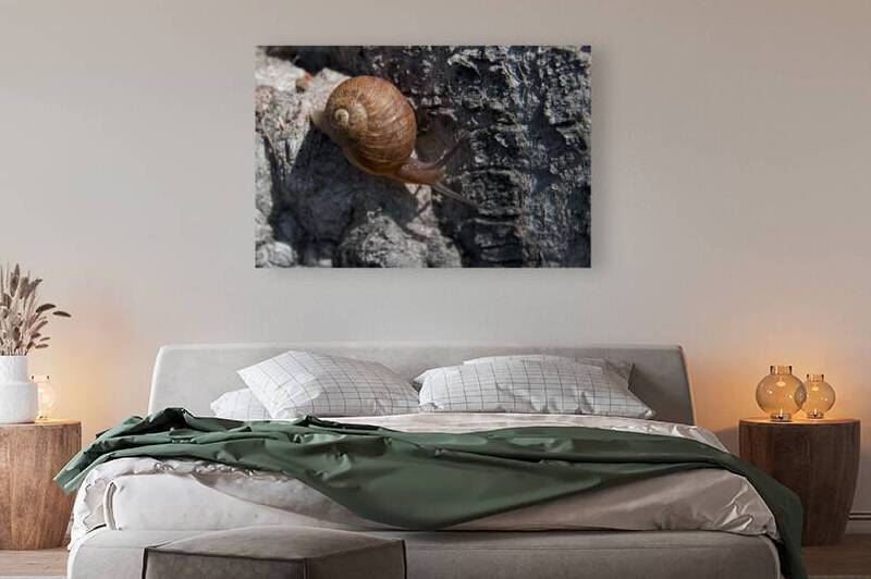 Snail on Tree by John Becker Photography