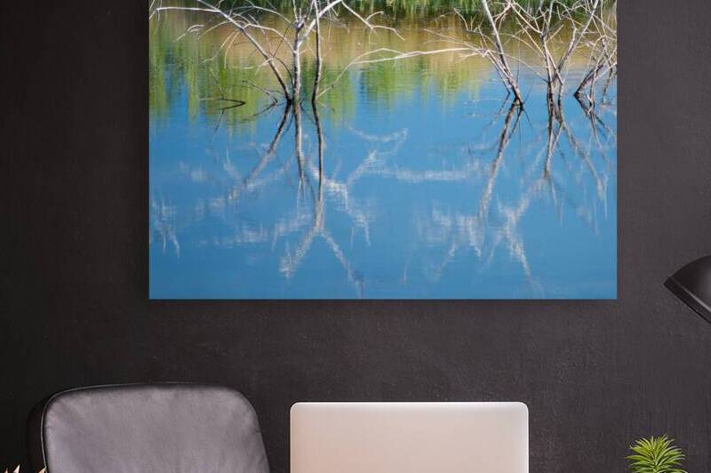 Reflected Branches Reproduction