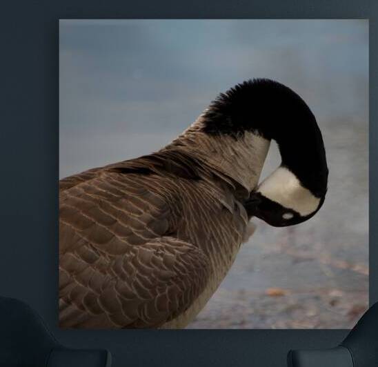 Grooming Goose by John Becker Photography