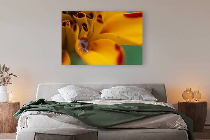 Water Droplet on Orange Flower by John Becker Photography
