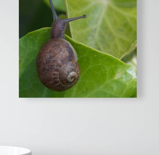 Snail on Leaf by John Becker Photography