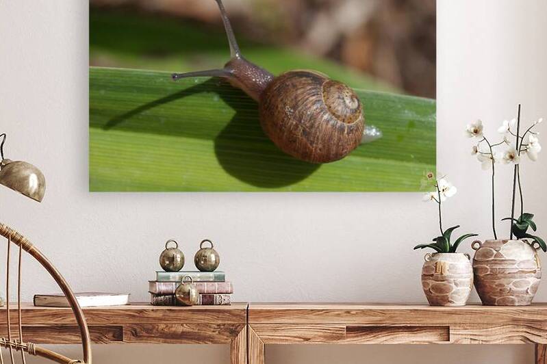 Snail on Grass by John Becker Photography