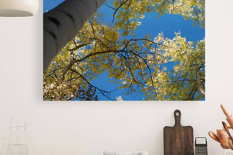 Sunlit Aspen Reproduction