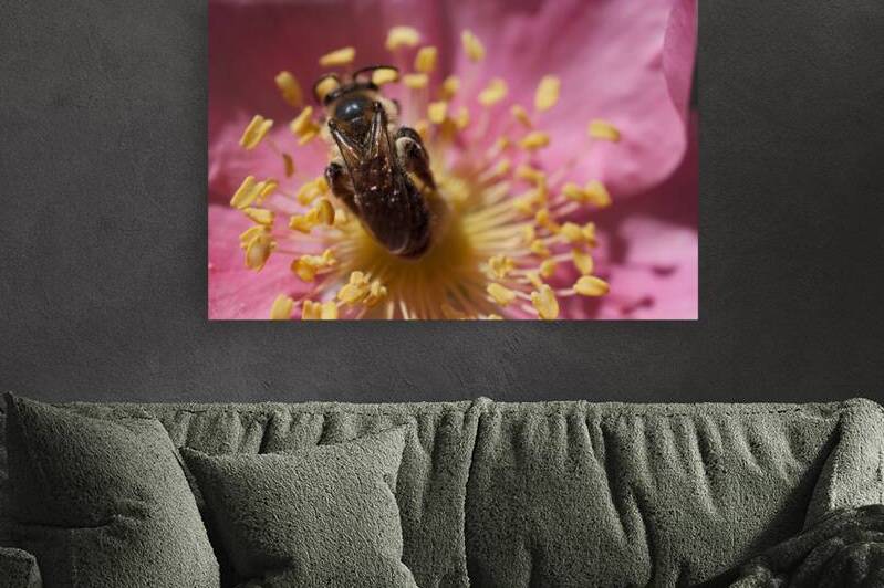 Bee on Pink Flower Reproduction