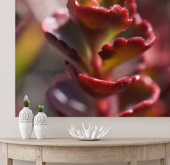 Sedum Spurium by John Becker Photography