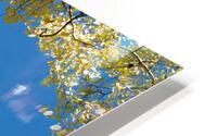 Sunlit Aspen HD Metal print