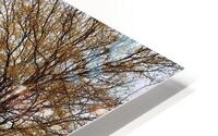 IMG 4662 HD Metal print