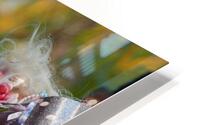 IMG 0010 HD Metal print