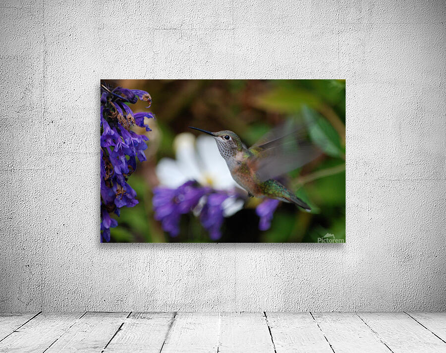 Hummingbird Wall Preview
