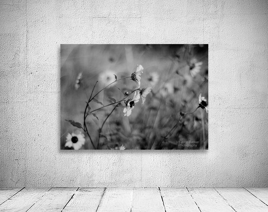 DSC 0656 Wall Preview
