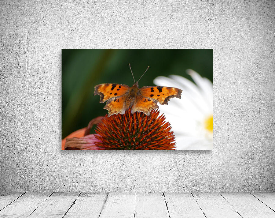 Vail Butterfly Wall Preview