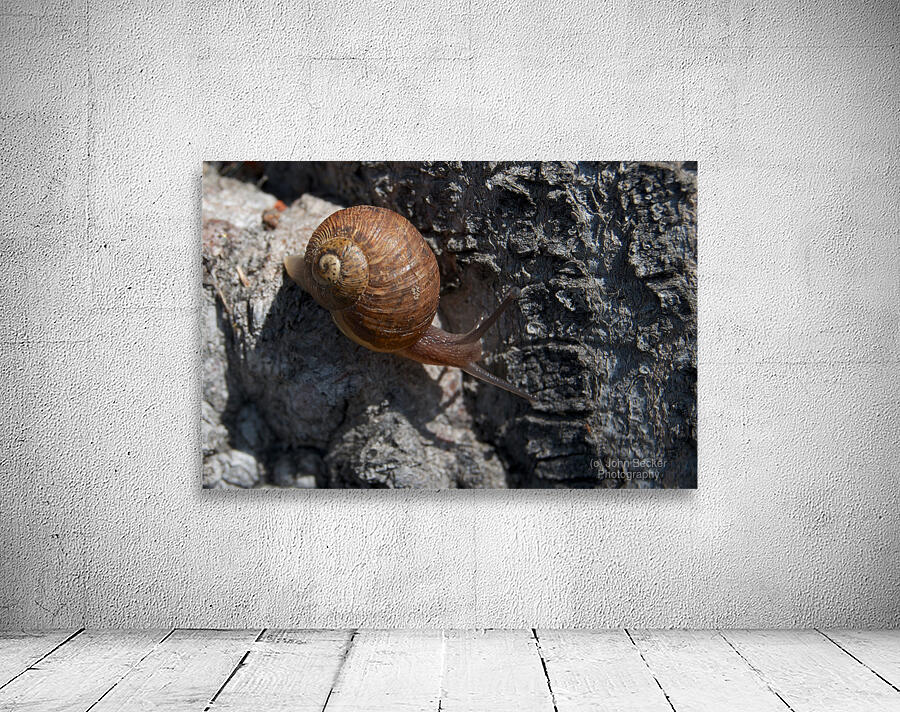 Snail on Tree Wall Preview