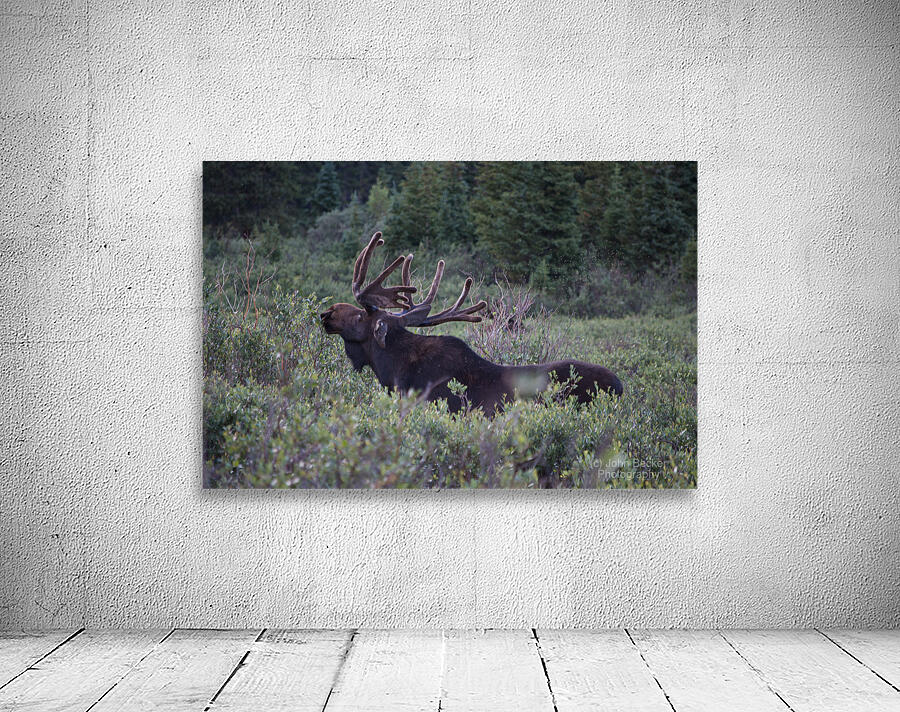 Moose Wall Preview