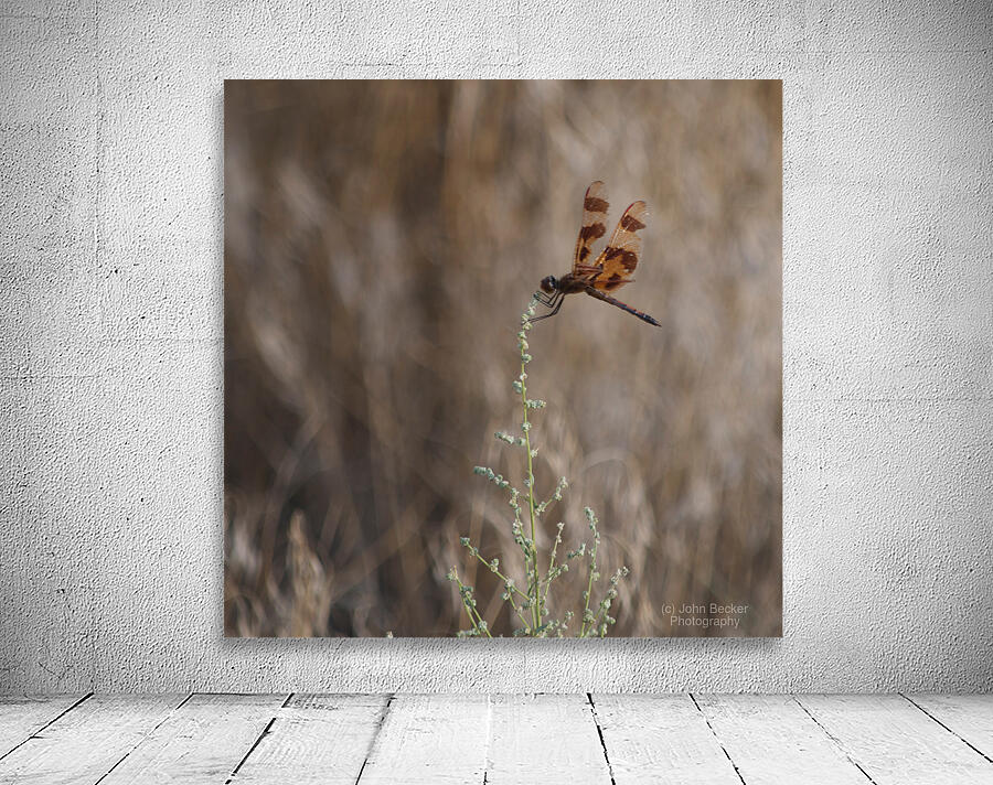 Dragonfly on Plant Wall Preview