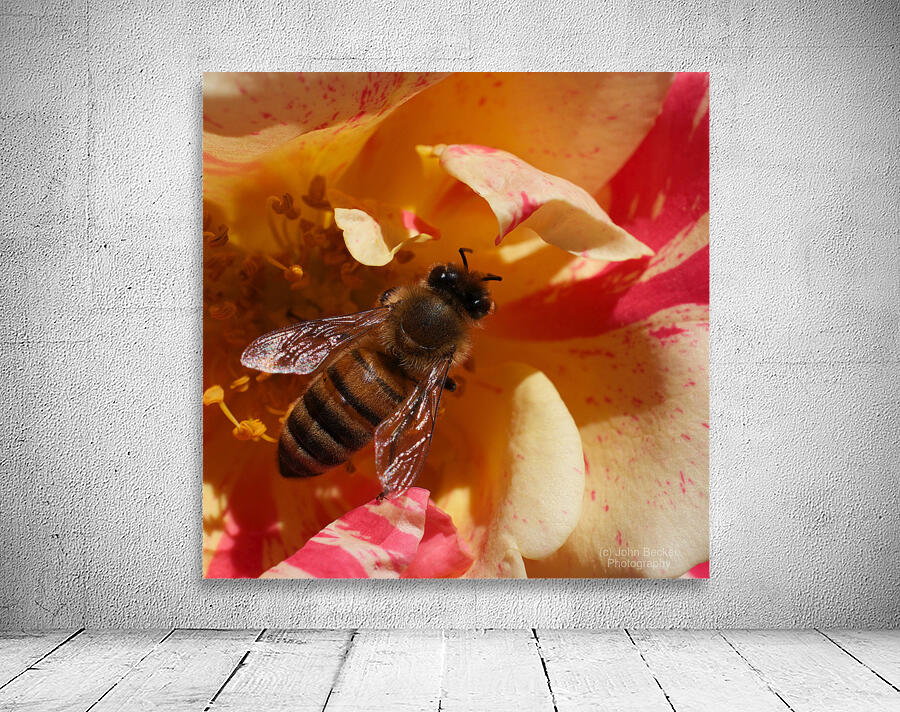 Bee on YellowOrange Flower Wall Preview