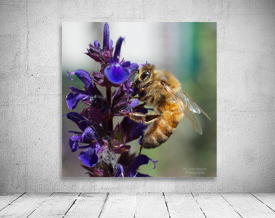  Bee on Purple Flowers Wall Preview