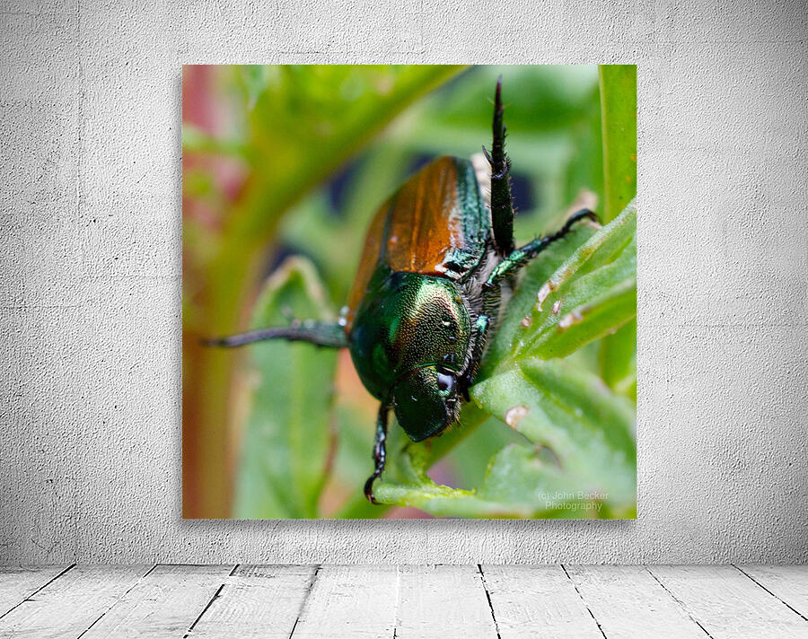 Japanese Beetle Wall Preview