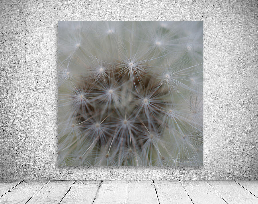 Dandelion Wall Preview