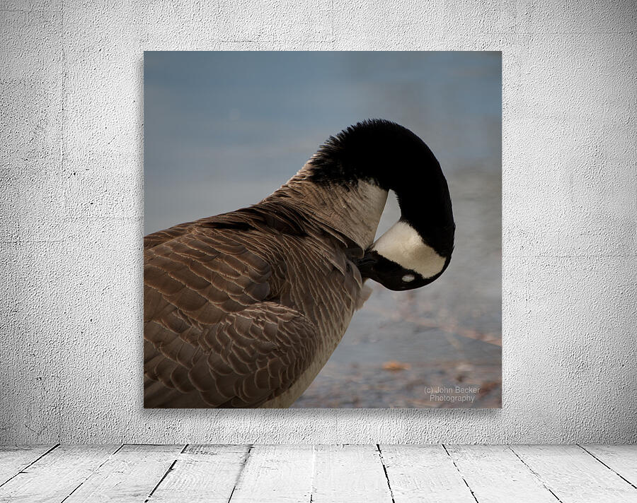 Grooming Goose Wall Preview
