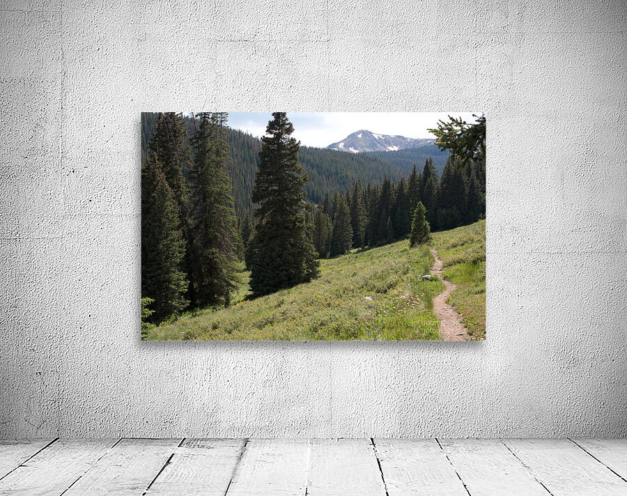 Trail Into Trees Wall Preview
