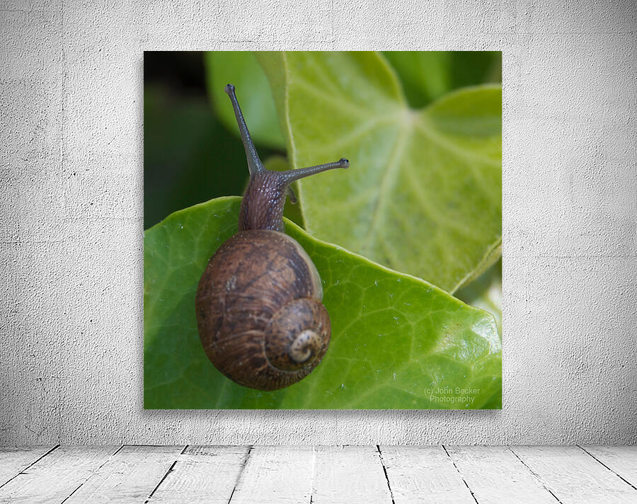 Snail on Leaf Wall Preview