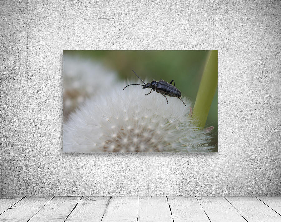 Beetle on Dandelion Wall Preview