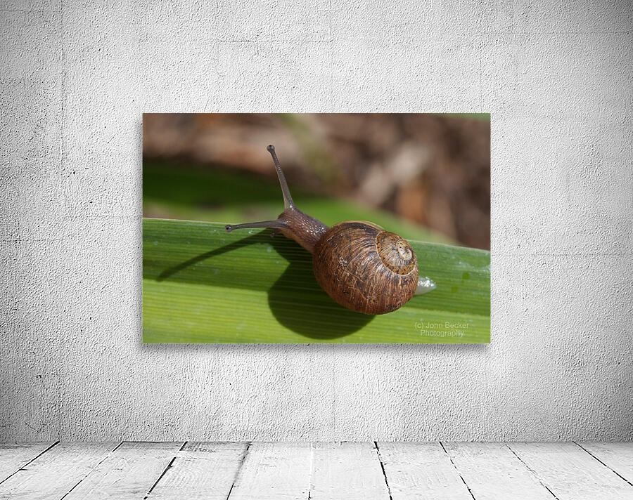 Snail on Grass Wall Preview