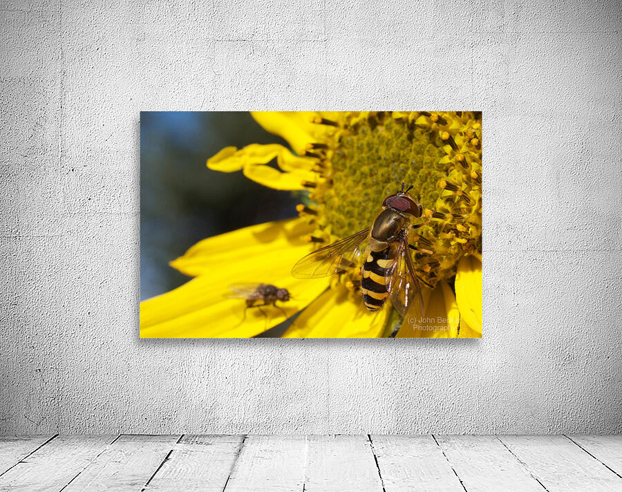Bee on Yellow Flower Wall Preview