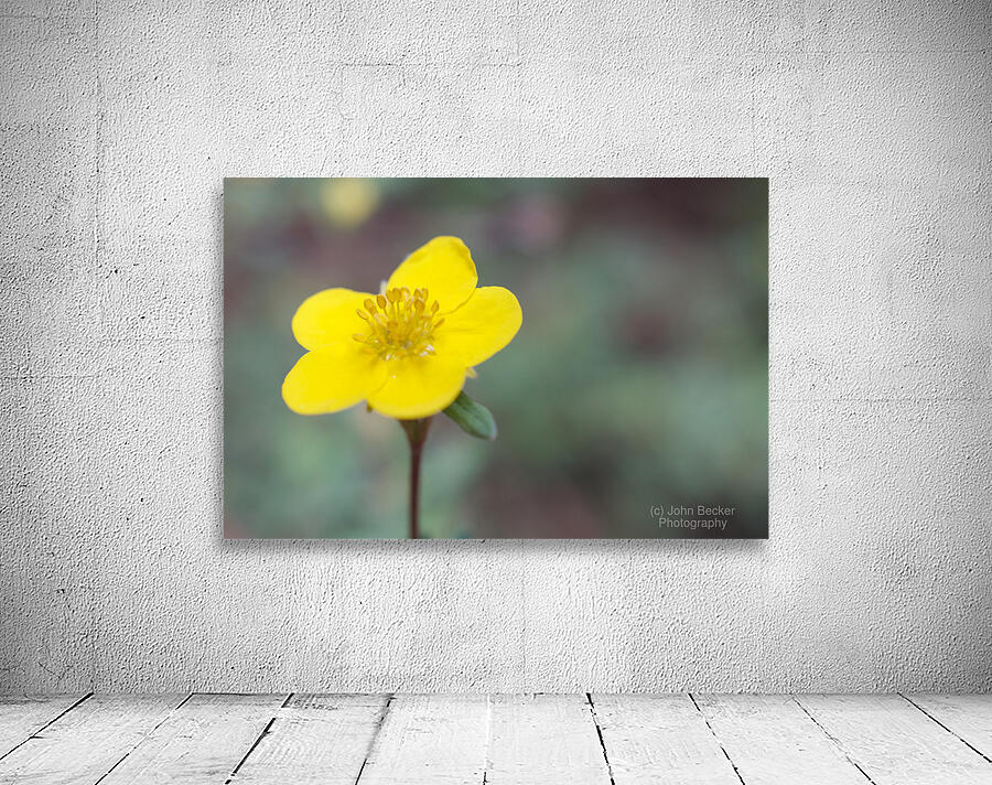 Marsh Marigold Wall Preview