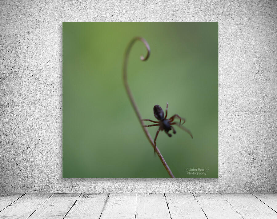 Spider on Stalk Wall Preview
