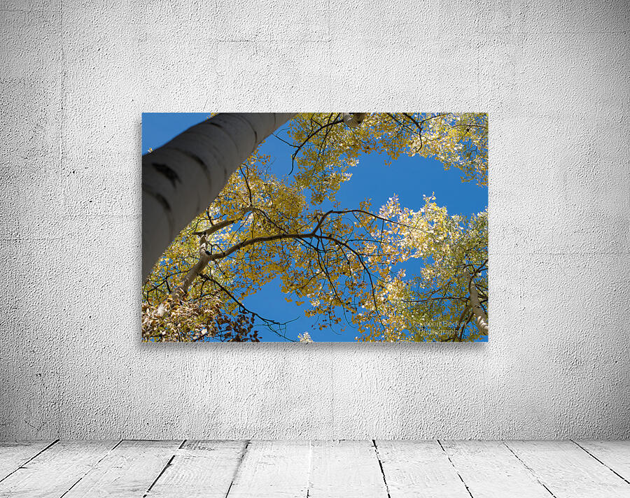 Sunlit Aspen Wall Preview