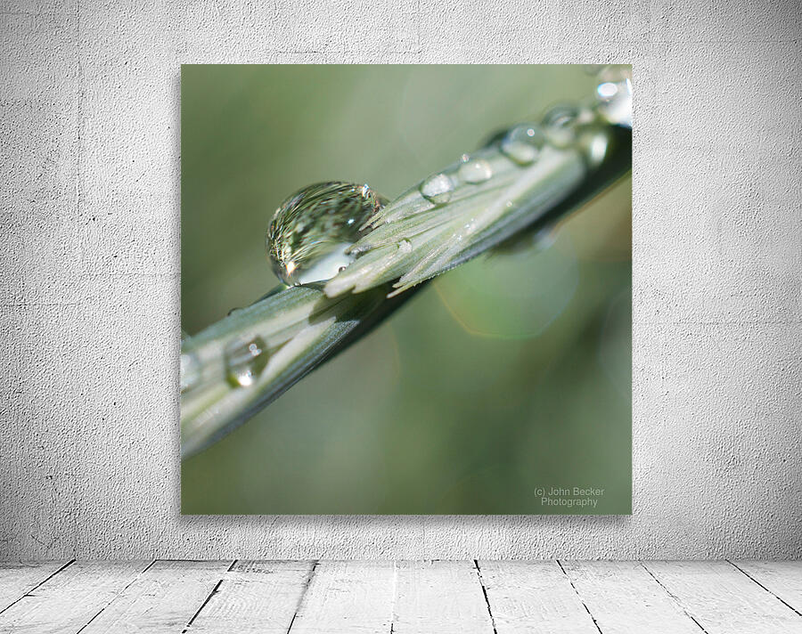 Dew on Grass Wall Preview