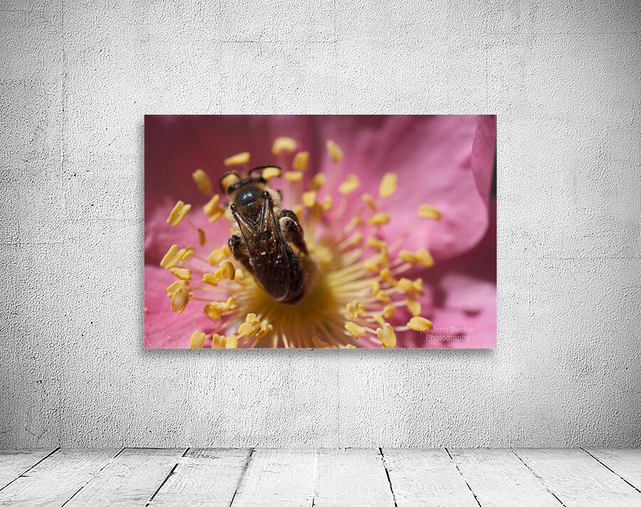 Bee on Pink Flower Wall Preview