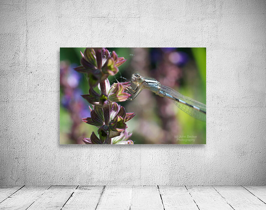 Dragonfly on Flowers Wall Preview