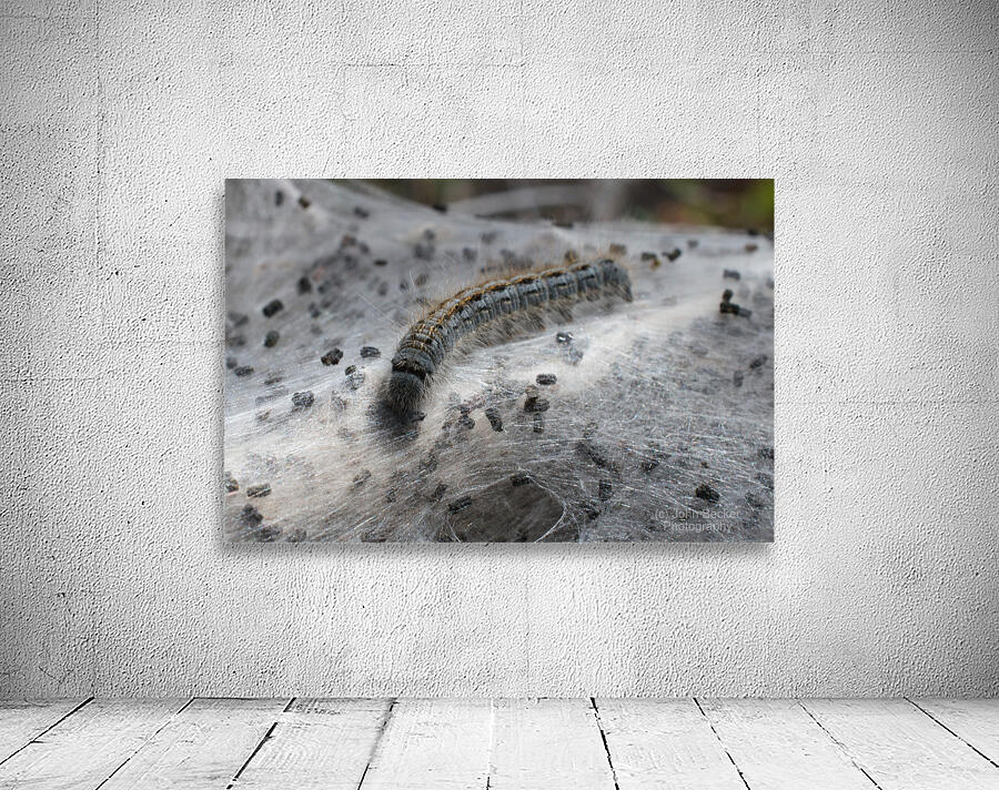 Caterpillar Nest Wall Preview